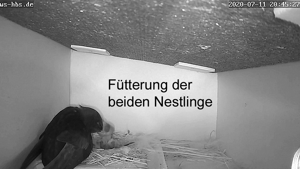 Mauersegler Fütterung